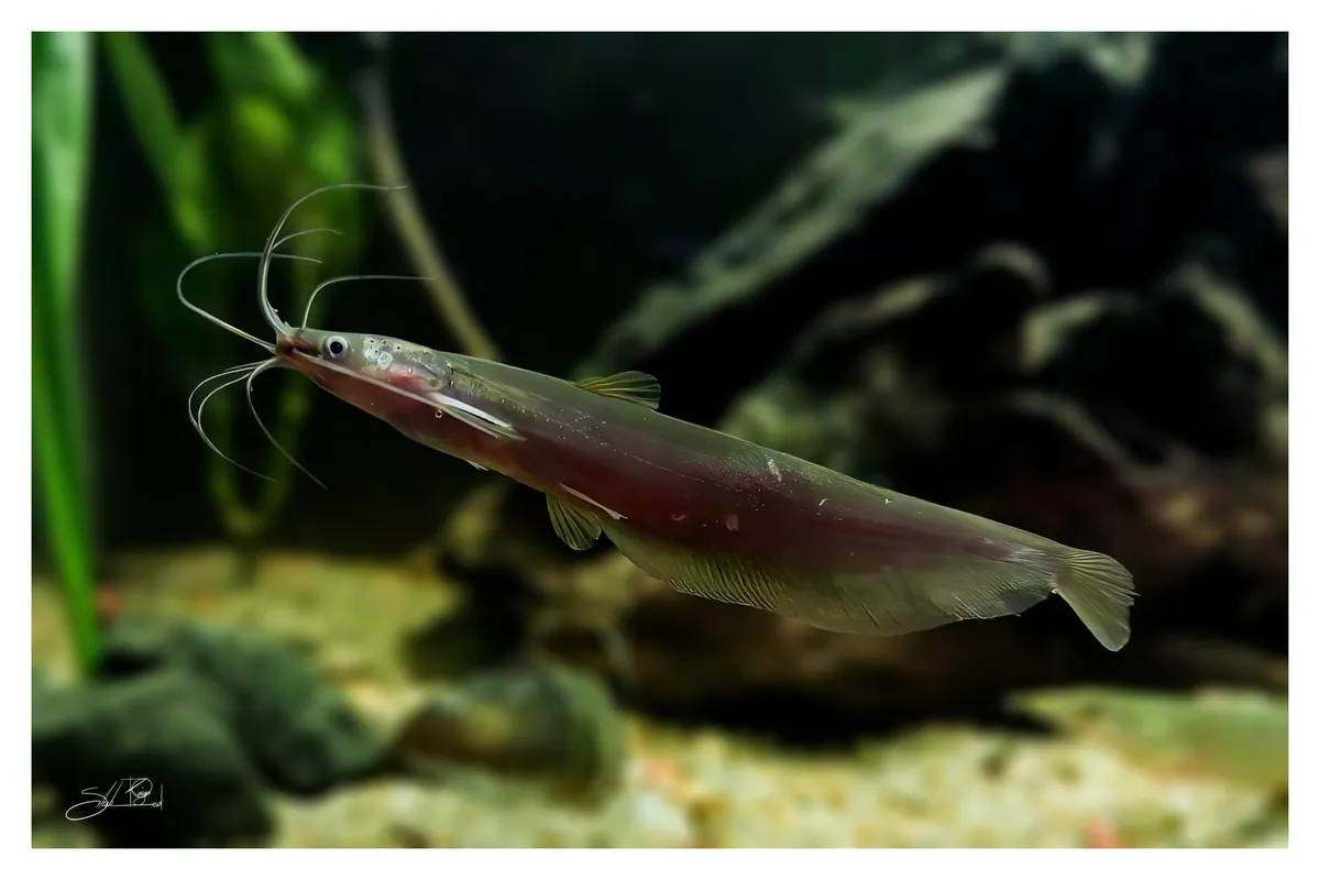 Heteropneustidi