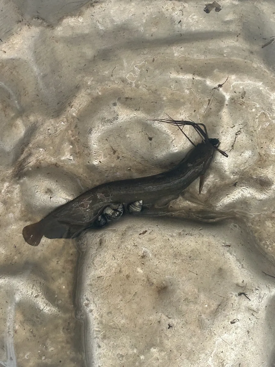 Miniatura: Heteropneustes (Heteropneustes spp.)