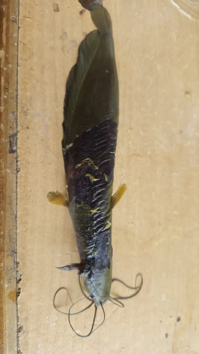 Miniatura: Heteropneustes (Heteropneustes spp.)