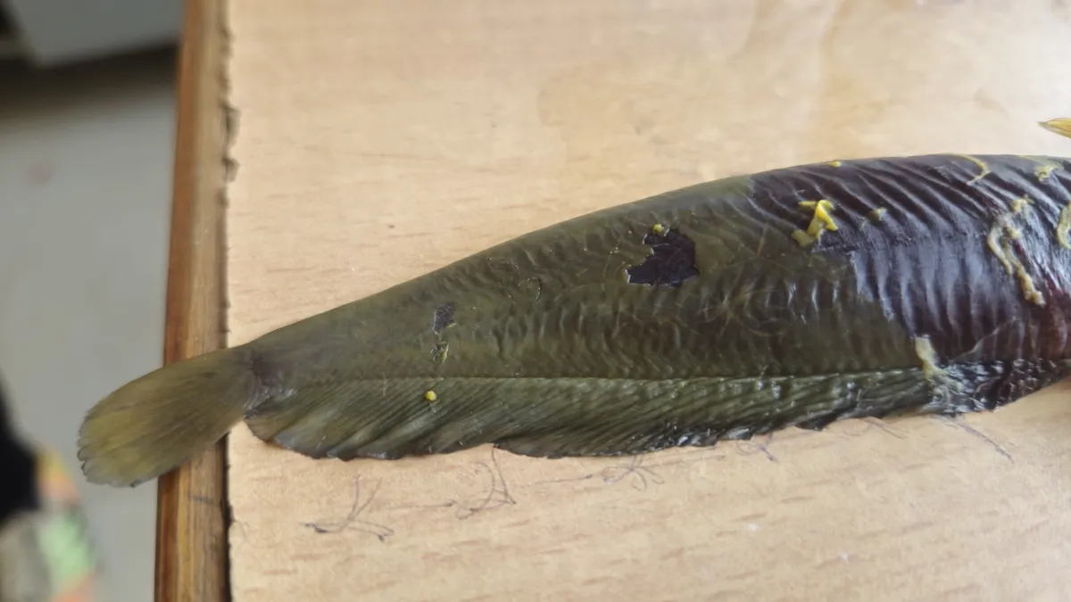 Miniatura: Heteropneustes (Heteropneustes spp.)