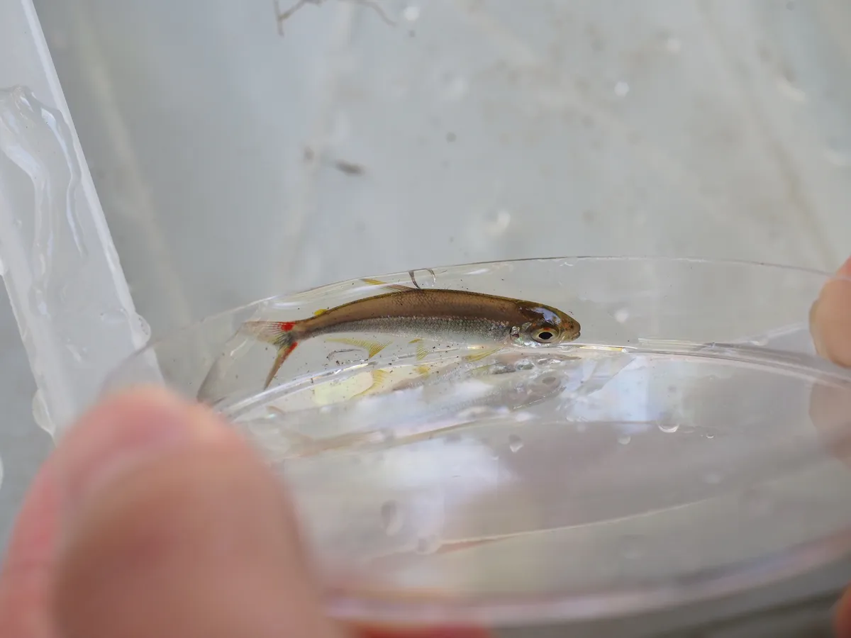Miniatura: Iguanodectes (Iguanodectes spp.)