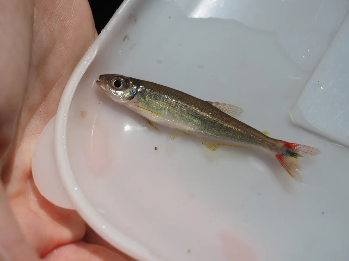 Miniatura: Iguanodectes (Iguanodectes spp.)