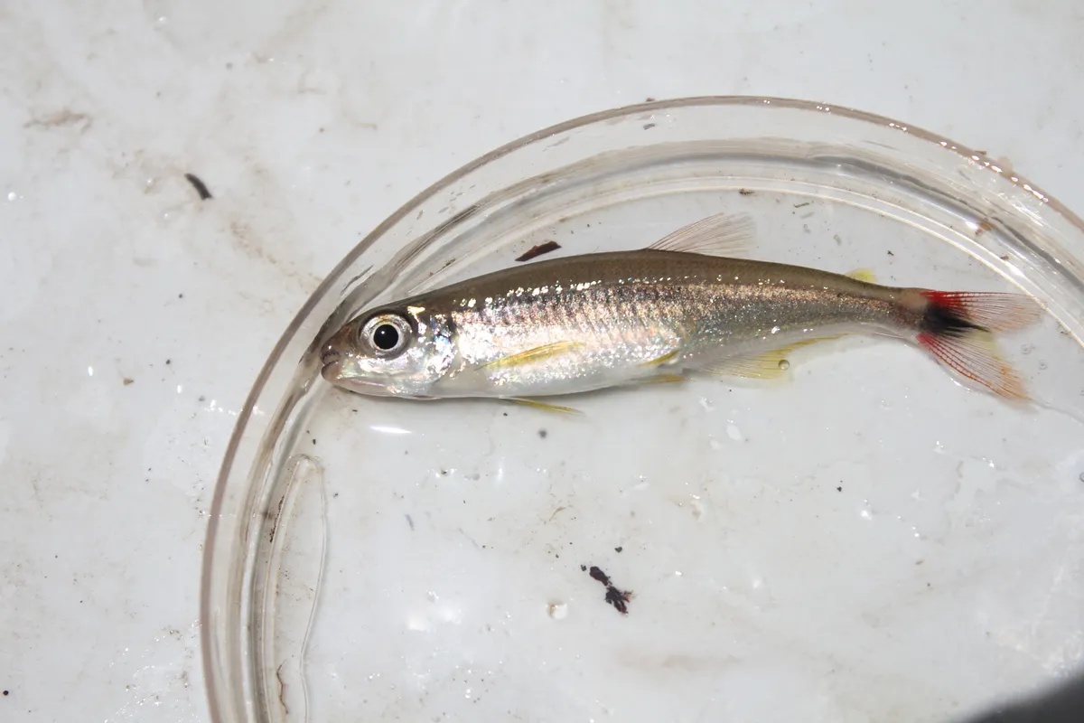 Miniatura: Iguanodectes (Iguanodectes spp.)