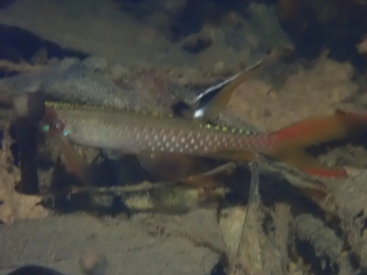 Miniatura: Copella (Copella spp.)