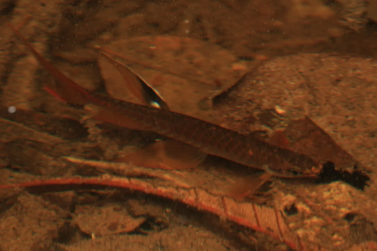 Miniatura: Copella (Copella spp.)
