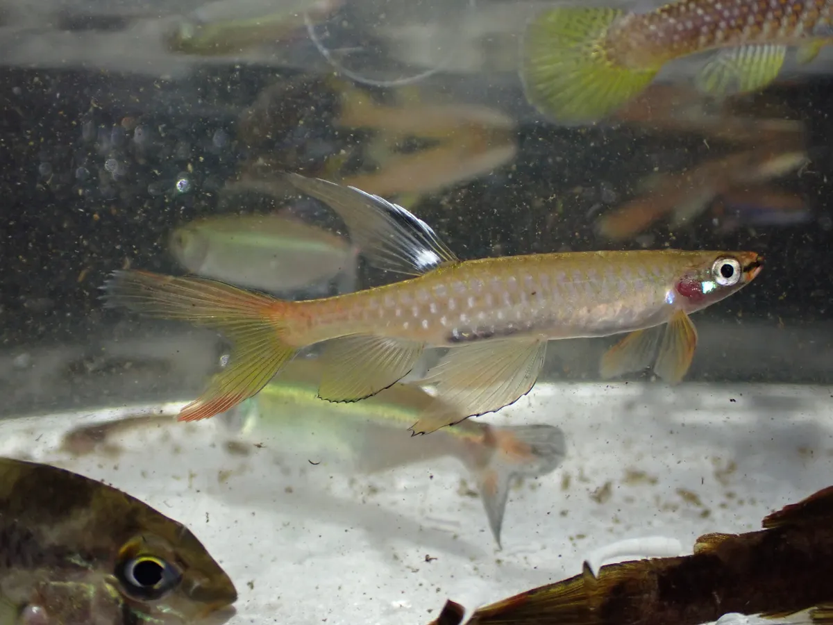 Miniatura: Copella (Copella spp.)