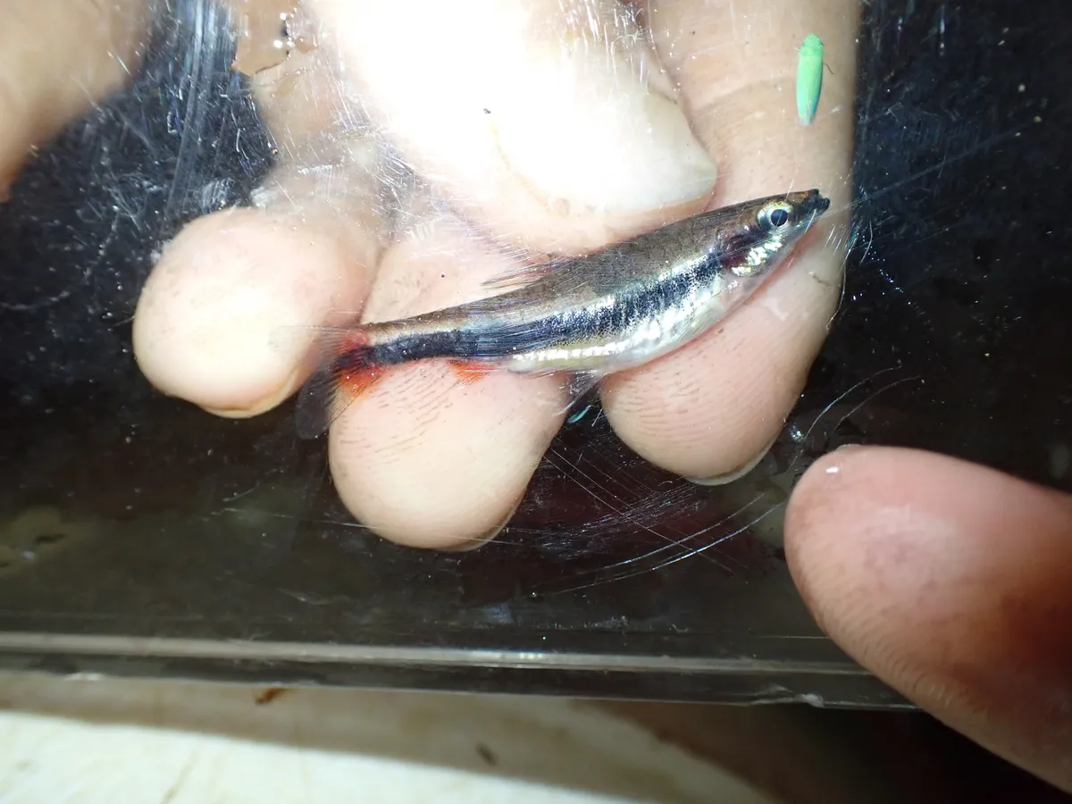 Nannostomus (Nannostomus spp.)