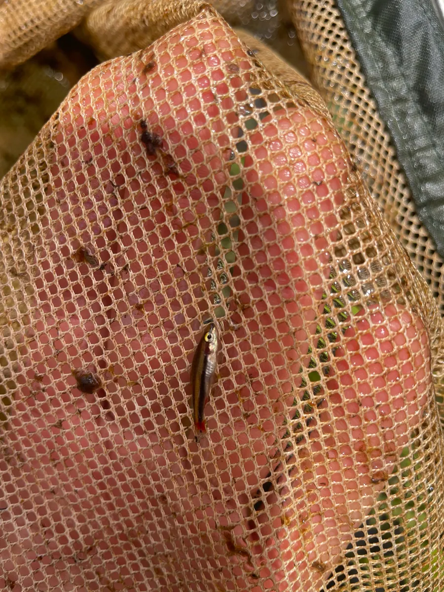 Miniatura: Nannostomus (Nannostomus spp.)