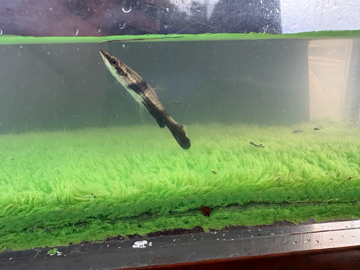 Miniatura: Nannostomus (Nannostomus spp.)