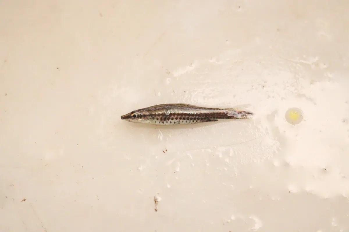 Miniatura: Nannostomus (Nannostomus spp.)