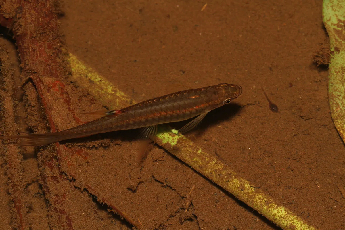 Pyrrhulina (Pyrrhulina spp.)