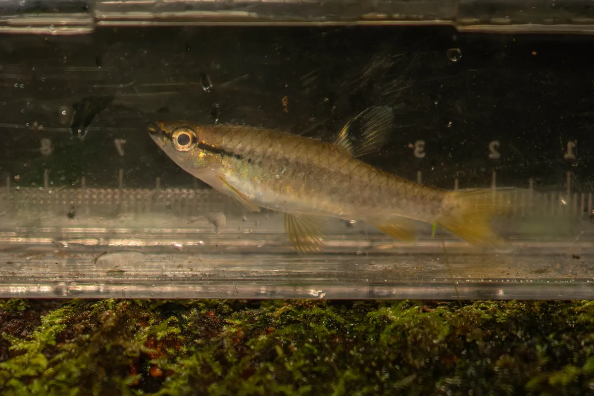 Miniatura: Pyrrhulina (Pyrrhulina spp.)