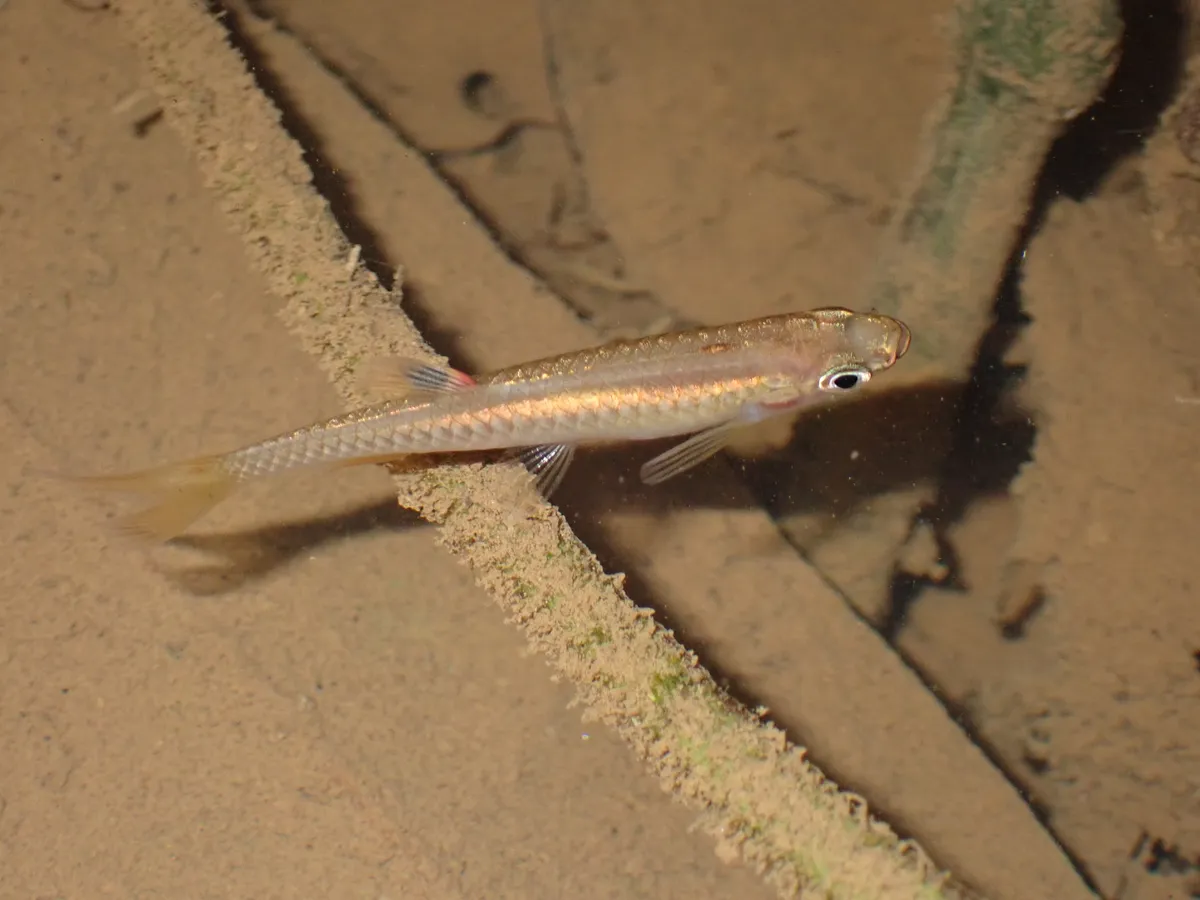 Miniatura: Pyrrhulina (Pyrrhulina spp.)
