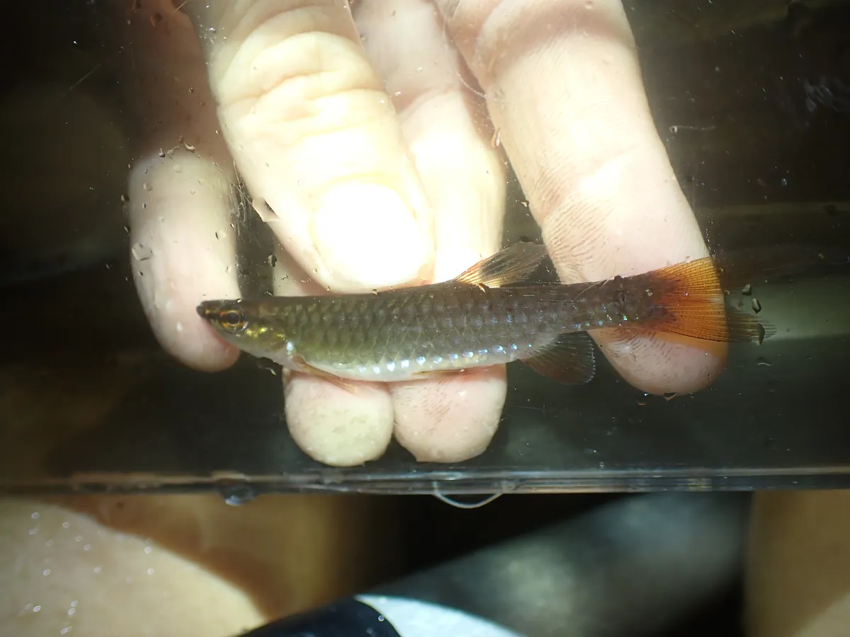 Miniatura: Pyrrhulina (Pyrrhulina spp.)