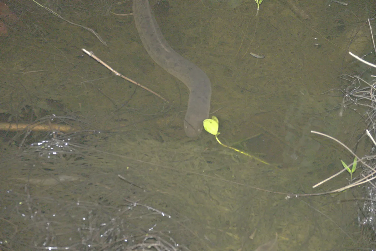 Miniatura: Lepidosiren (Lepidosiren spp.)