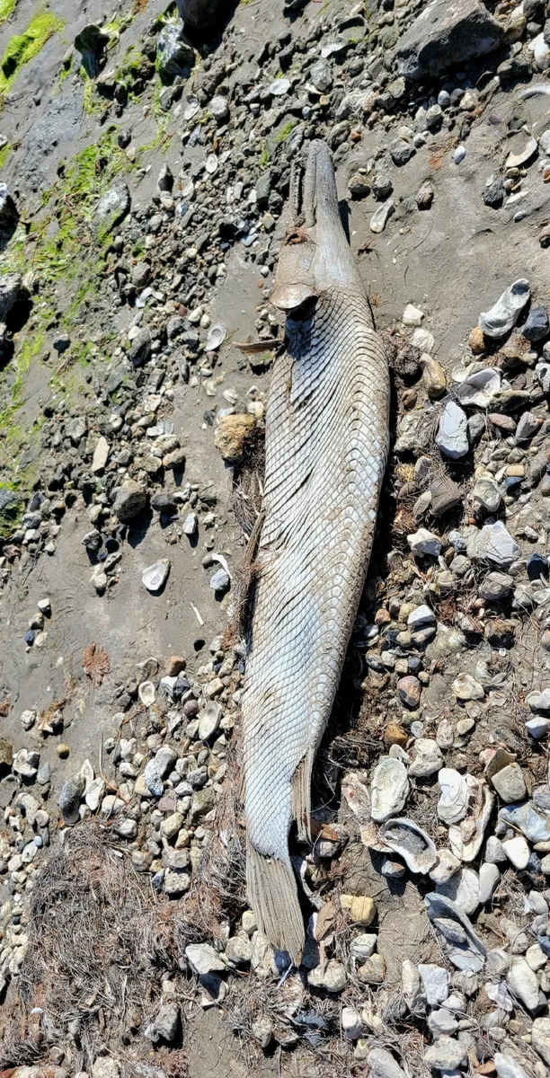 Miniatura: Atractosteus (Atractosteus spp.)