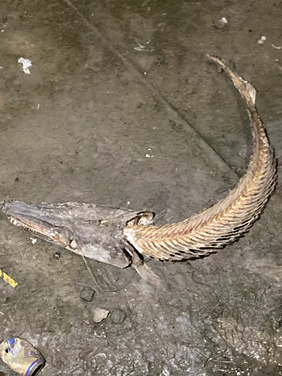 Miniatura: Atractosteus (Atractosteus spp.)