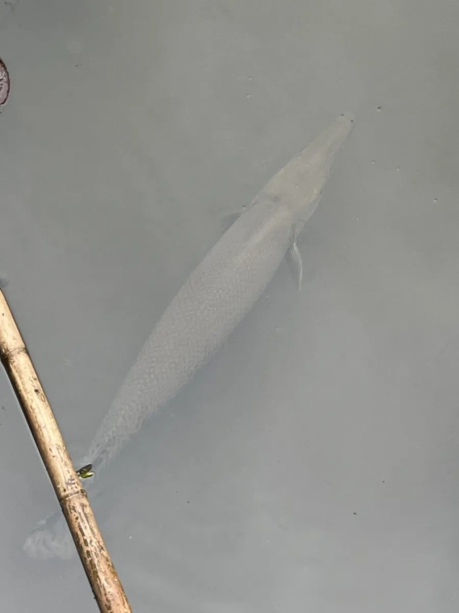 Miniatura: Atractosteus (Atractosteus spp.)