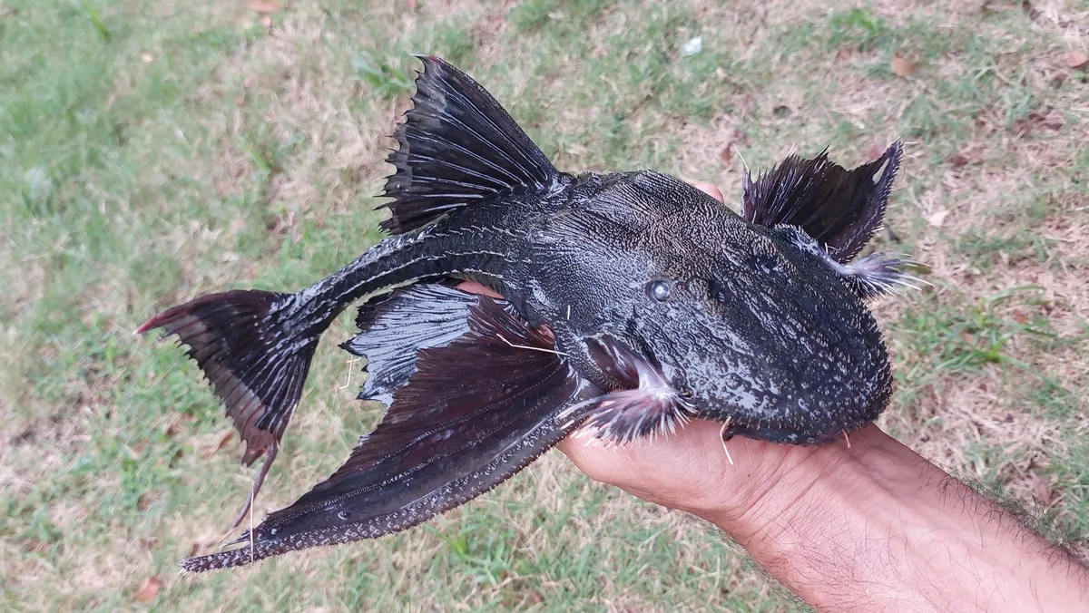 Loricaridi (Pleco)