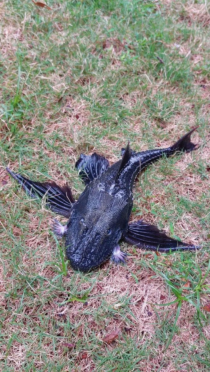 Miniatura: Acanthicus (Acanthicus spp.)