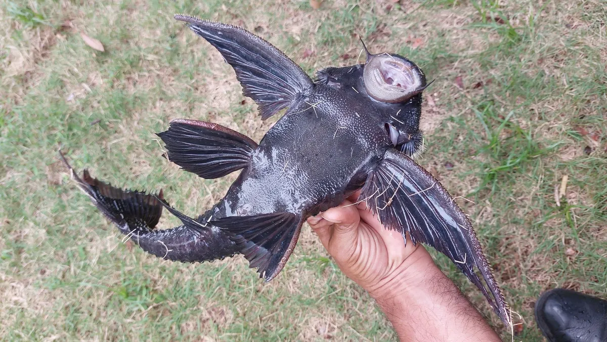 Miniatura: Acanthicus (Acanthicus spp.)
