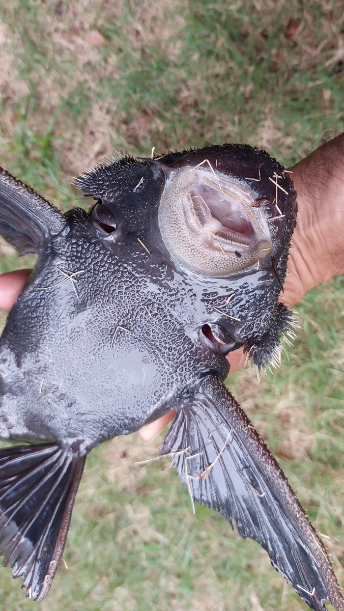 Miniatura: Acanthicus (Acanthicus spp.)