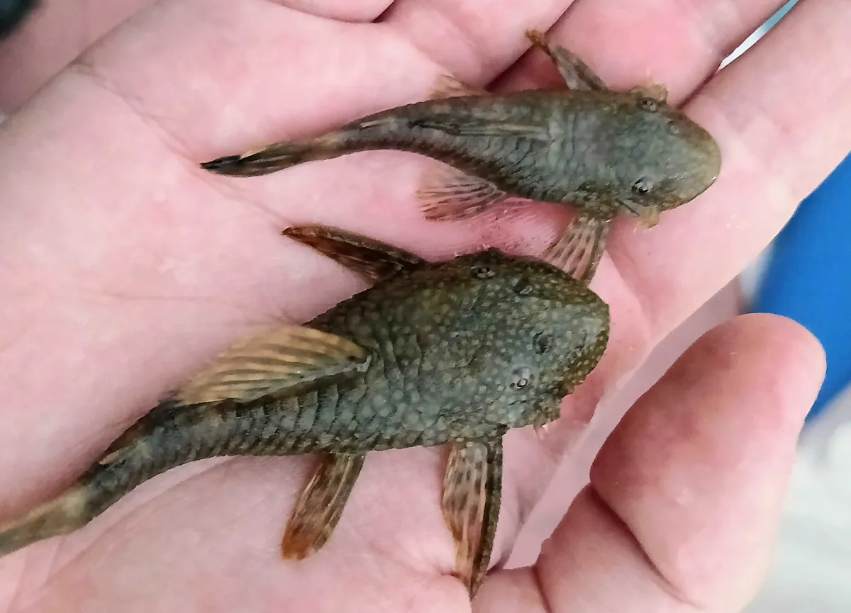 Ancistrus