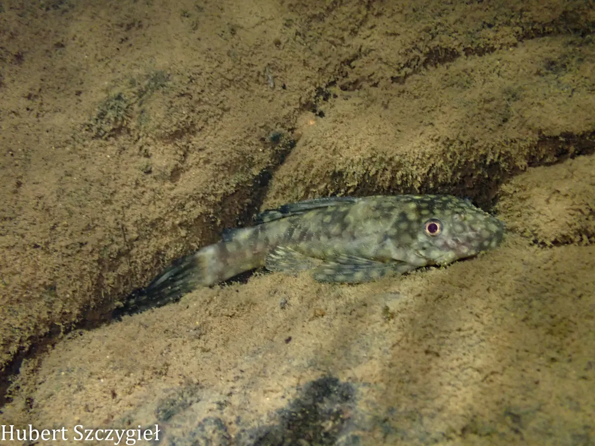 Miniatura: Ancistrus (Ancistrus spp.)