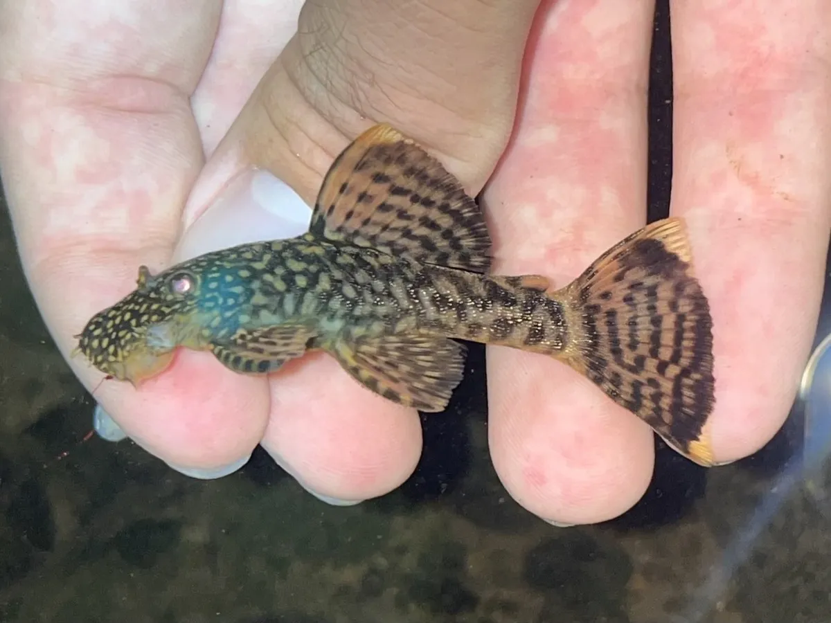 Miniatura: Ancistrus (Ancistrus spp.)