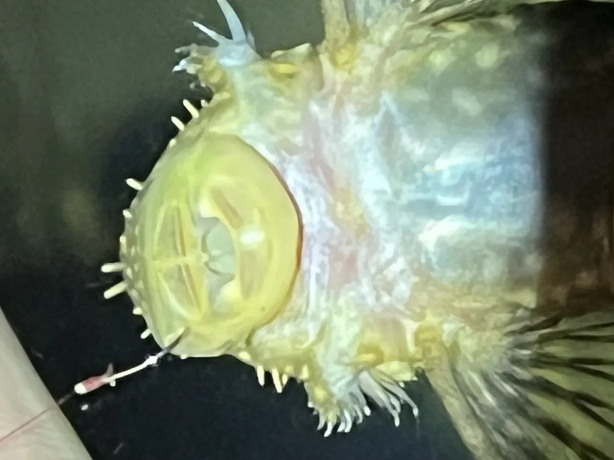 Miniatura: Ancistrus (Ancistrus spp.)