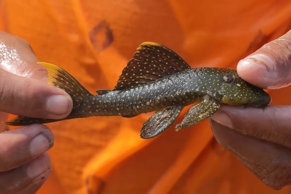 Baryancistrus