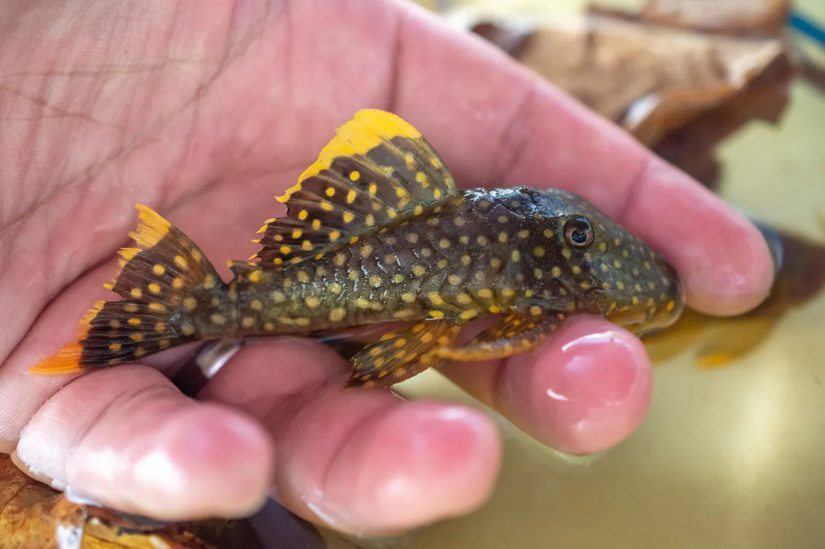 Miniatura: Baryancistrus (Baryancistrus spp.)
