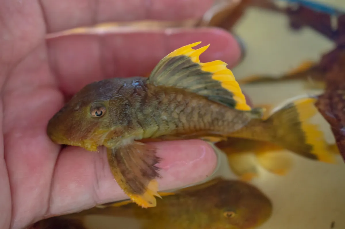 Miniatura: Baryancistrus (Baryancistrus spp.)