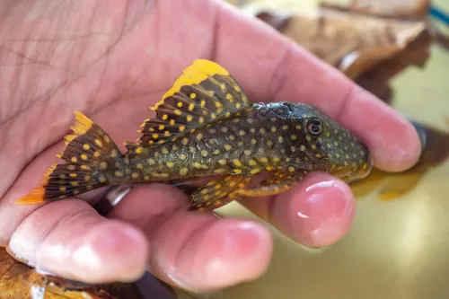 Miniatura: Baryancistrus (Baryancistrus spp.)
