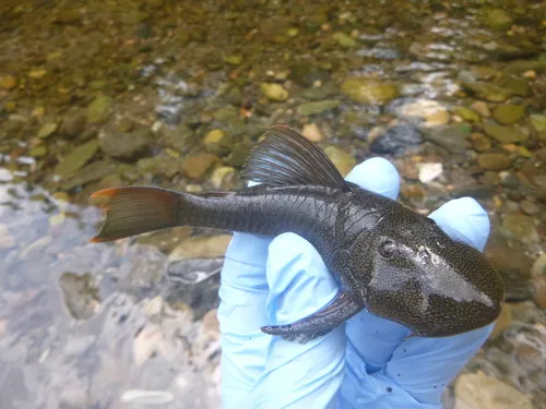 Chaetostoma