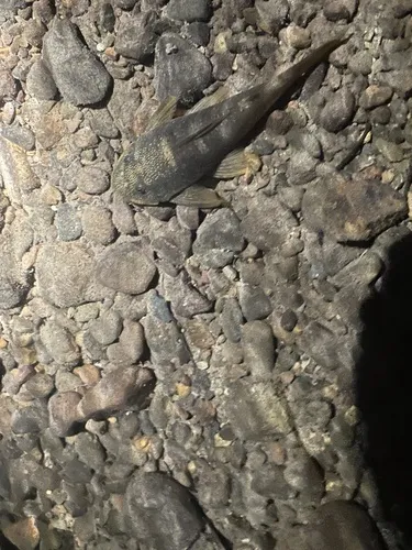 Miniatura: Chaetostoma (Chaetostoma spp.)