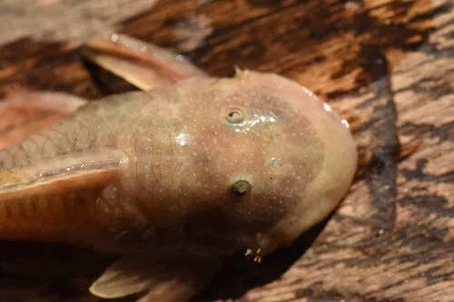 Miniatura: Chaetostoma (Chaetostoma spp.)