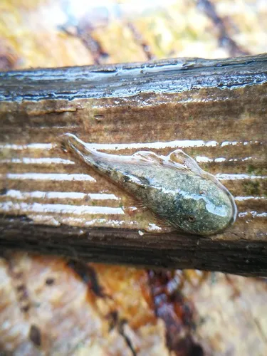 Miniatura: Chaetostoma (Chaetostoma spp.)