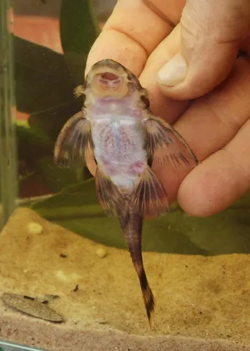 Miniatura: Dekeyseria (Dekeyseria spp.)