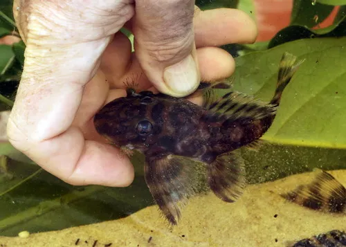 Miniatura: Dekeyseria (Dekeyseria spp.)