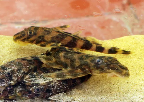 Miniatura: Dekeyseria (Dekeyseria spp.)