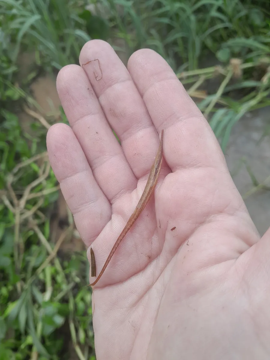 Farlowella (Farlowella spp.)