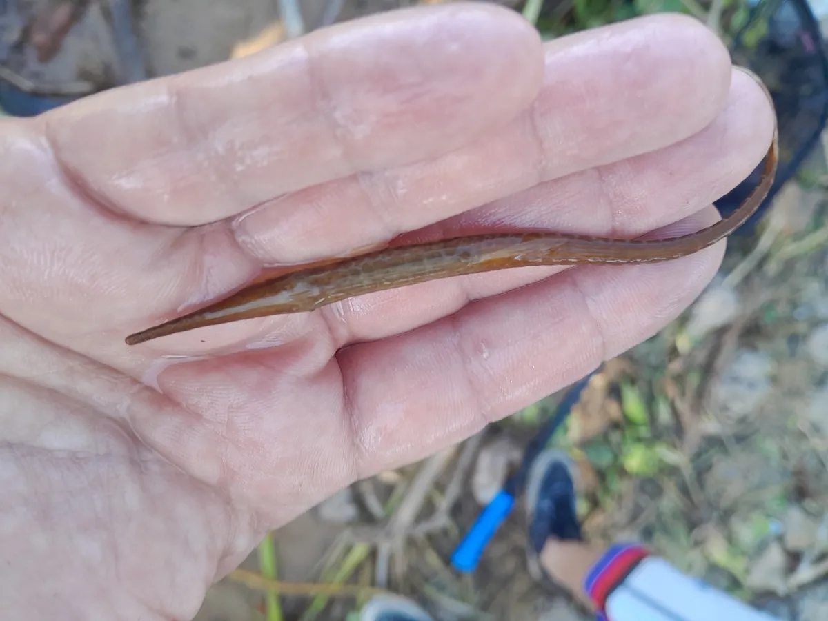 Miniatura: Farlowella (Farlowella spp.)
