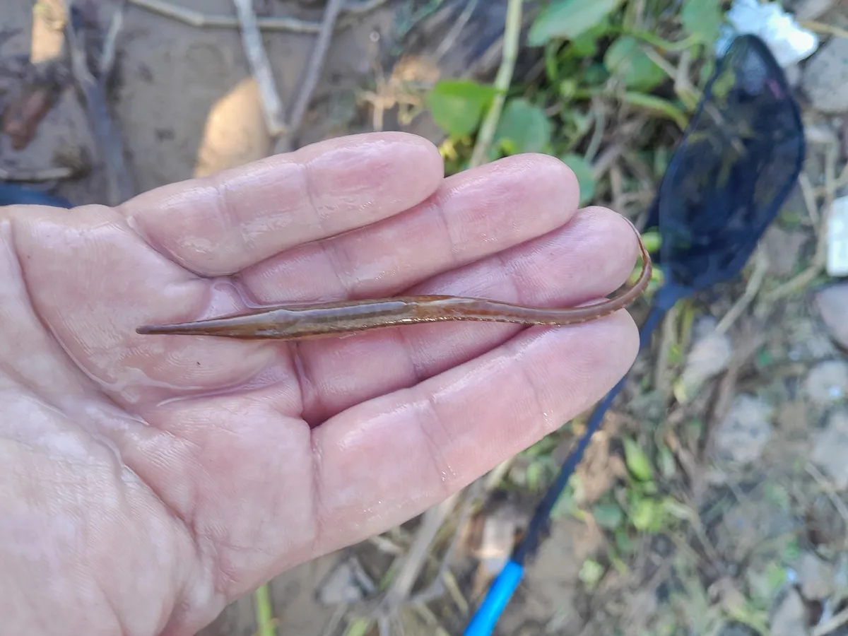 Miniatura: Farlowella (Farlowella spp.)