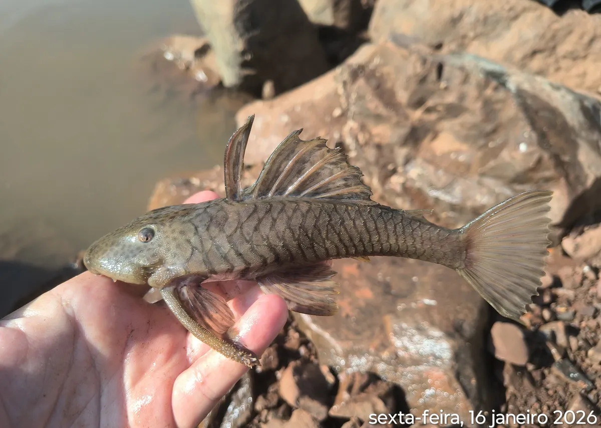 Hemiancistrus (Hemiancistrus spp.)