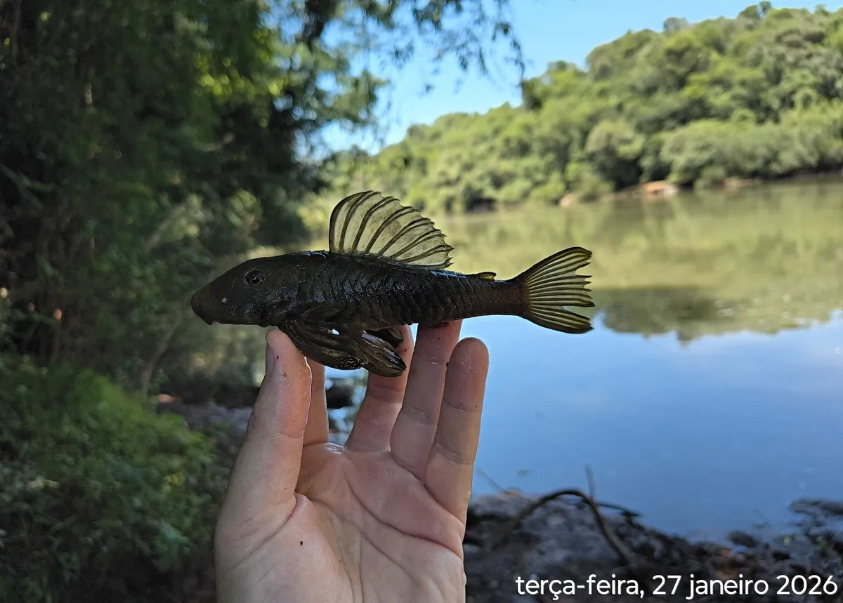 Miniatura: Hemiancistrus (Hemiancistrus spp.)