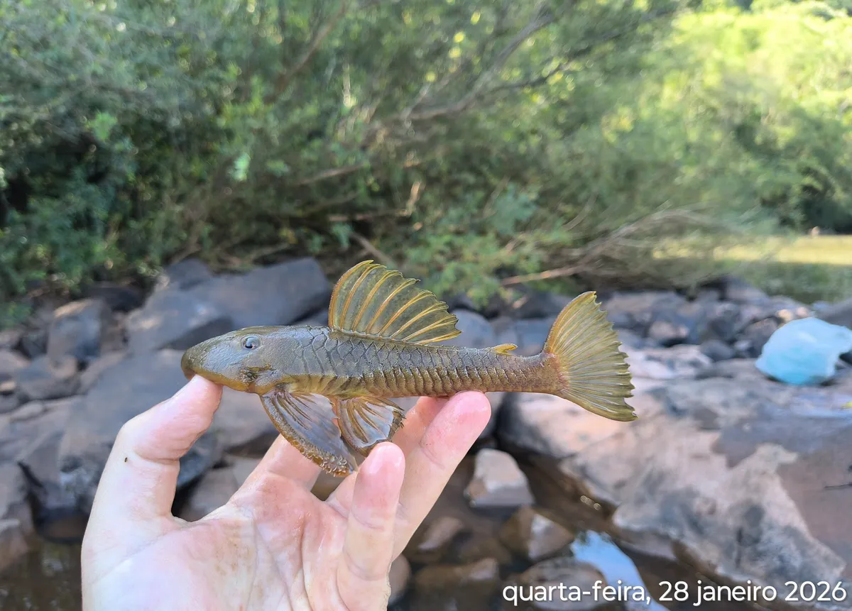 Miniatura: Hemiancistrus (Hemiancistrus spp.)