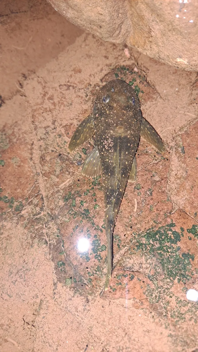 Miniatura: Hemiancistrus (Hemiancistrus spp.)