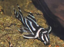 Miniatura: Hypancistrus (Hypancistrus spp.)