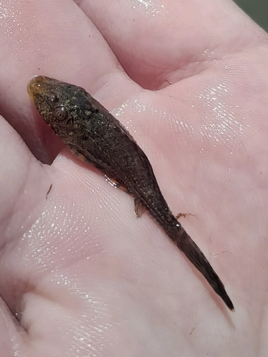 Hypostomus (Hypostomus spp.)